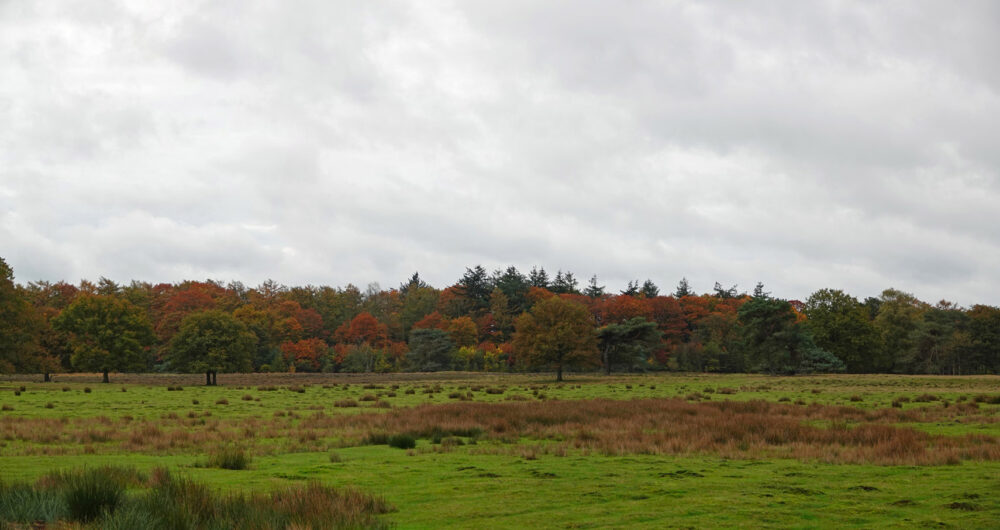 Mandefjild (herfst)