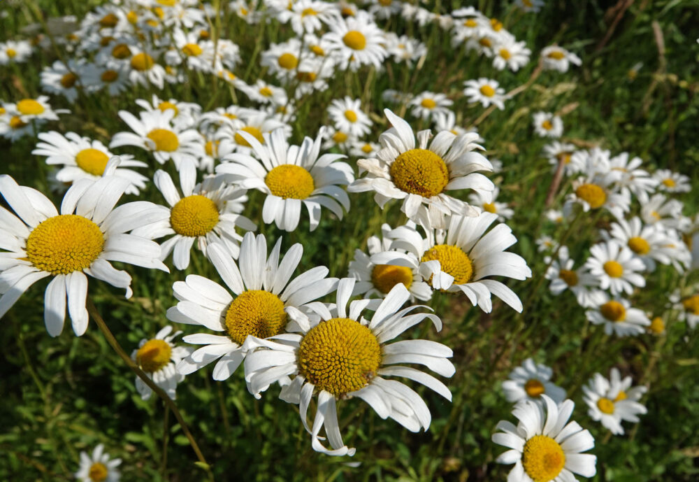 Margriet (Onlanden)