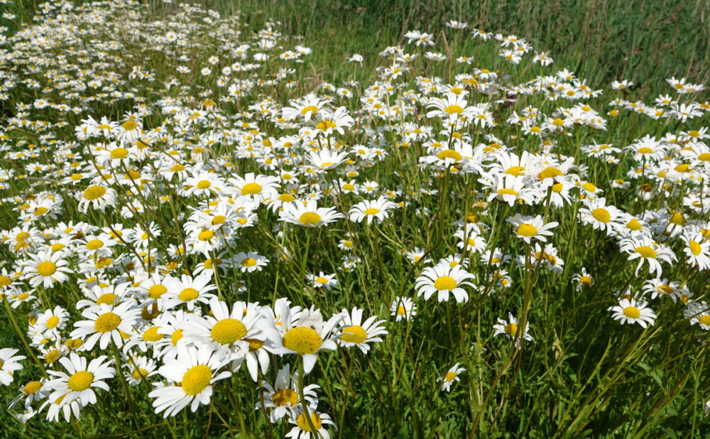 Margriet (Onlanden)