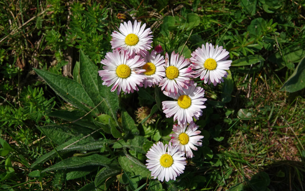 Margriet (cultivar)