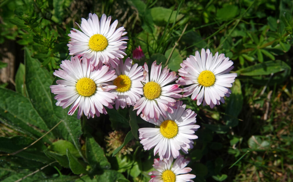 Margriet (cultivar)