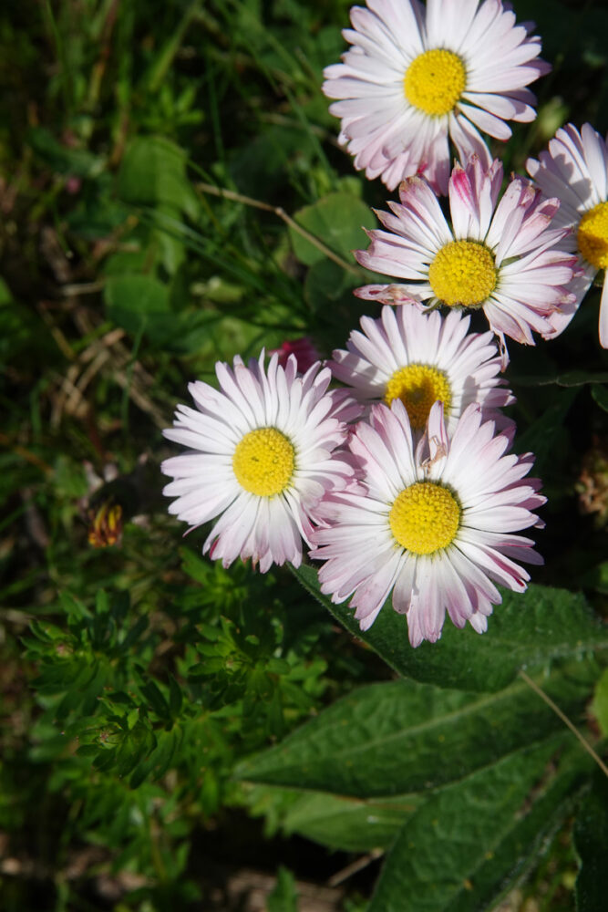 Margriet (cultivar)