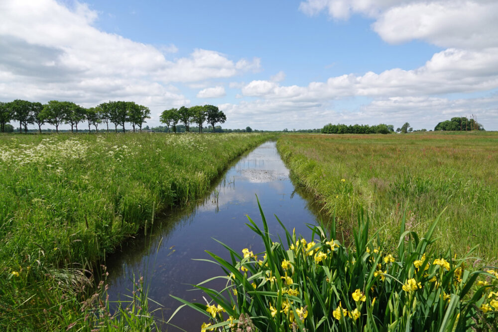Matsloot in het voorjaar (Onlanden)