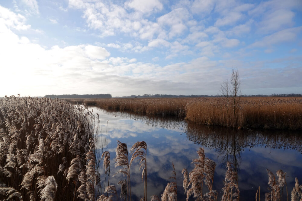 Matslootgebied (Onlanden) in de winter