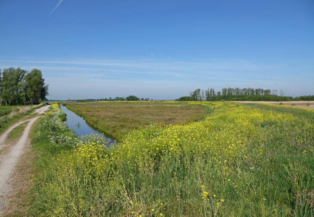 Matslootgebied (Onlanden) in het voorjaar