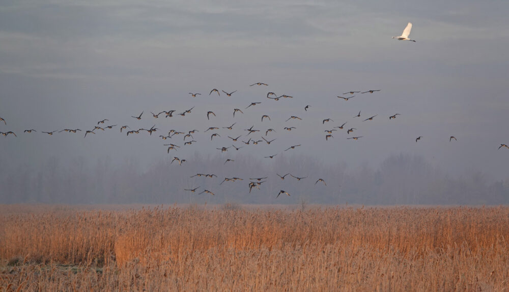 Matslootgebied in de winter