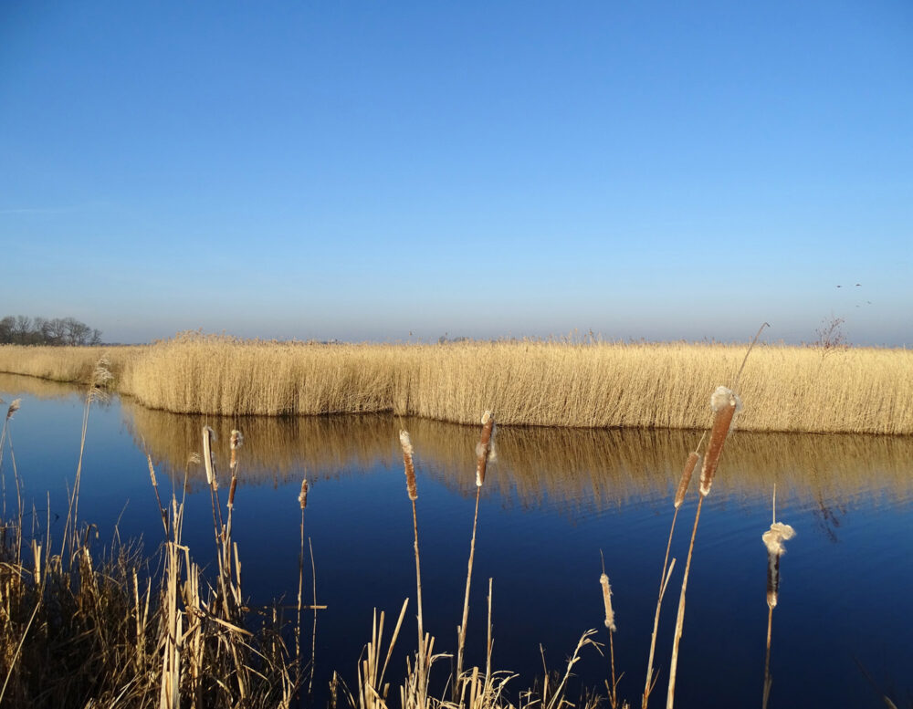 Matslootgebied in de winter (Onlanden)