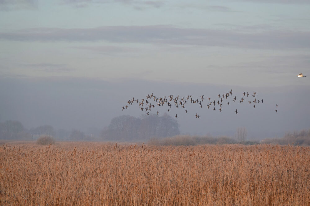 Matslootgebied in de winter
