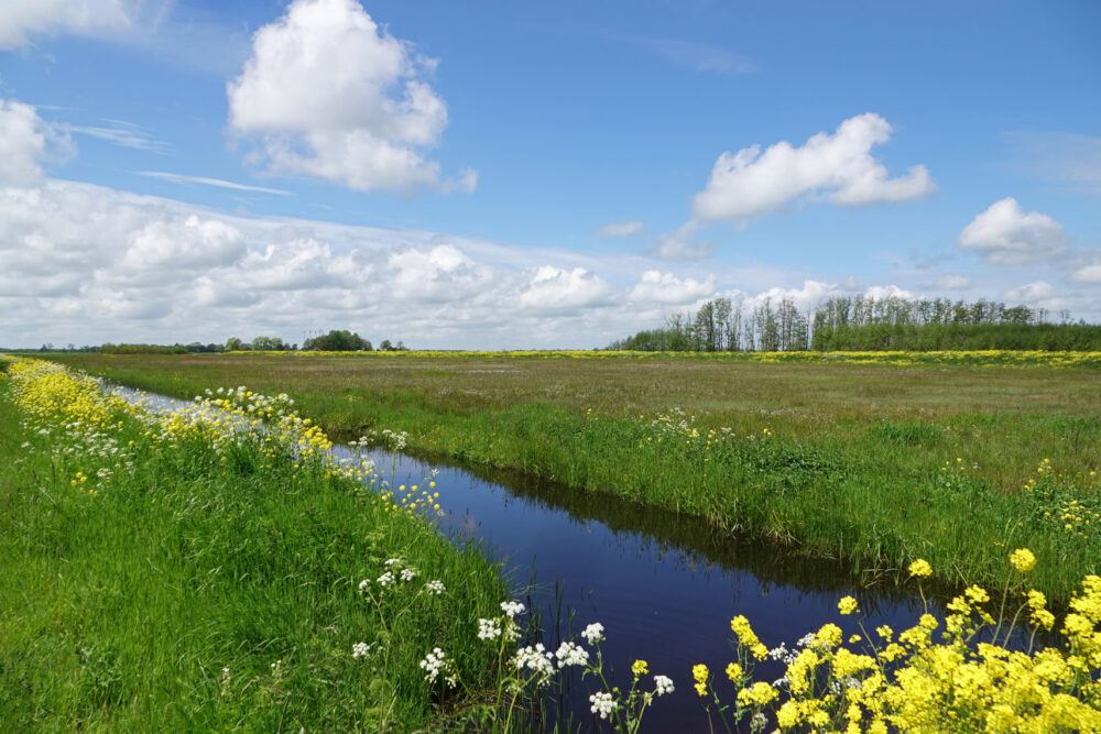 Matslootgebied in het voorjaar