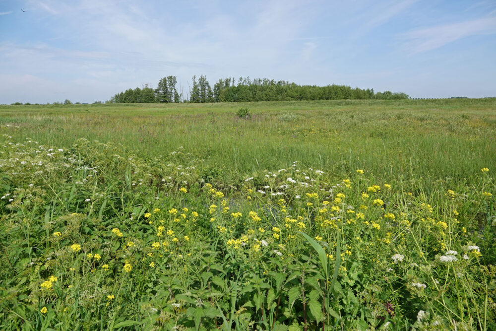 Matslootgebied in het voorjaar