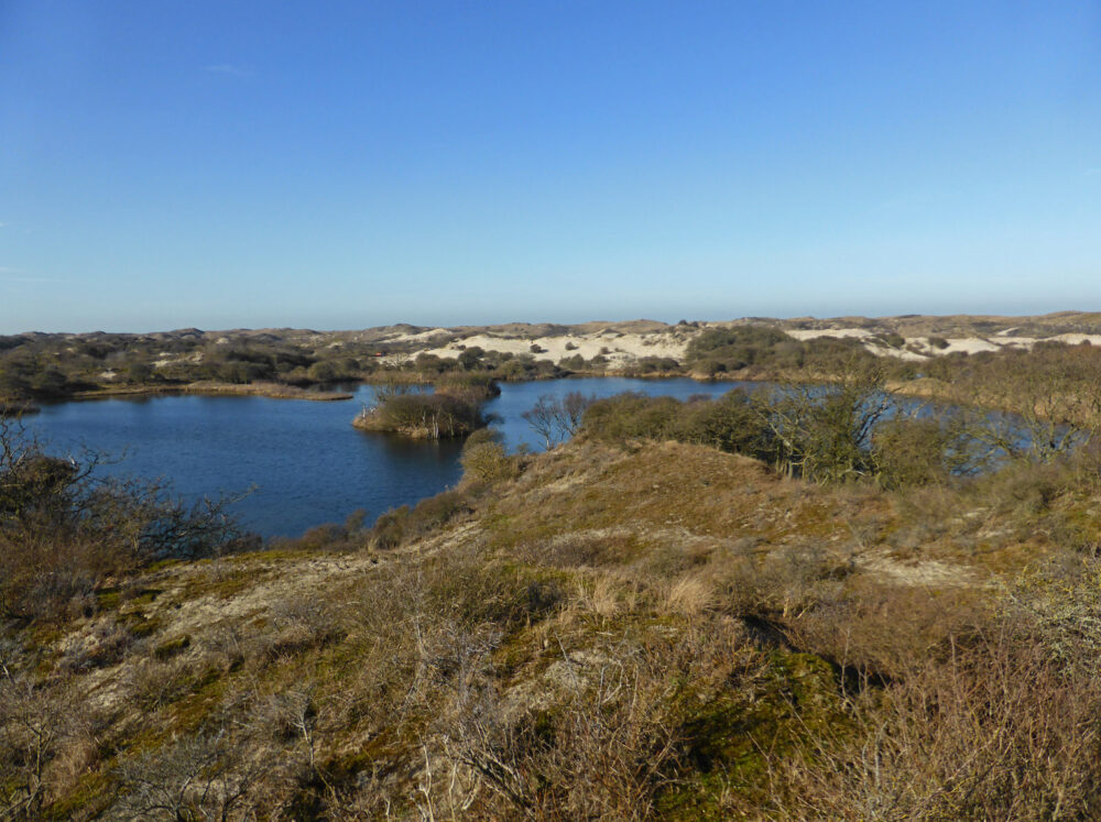 Meijendel in de winter