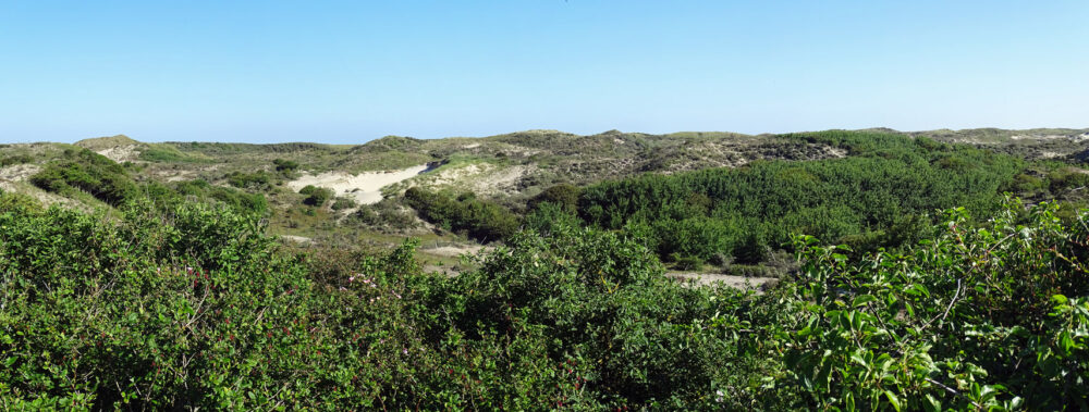 Meijendel in de zomer