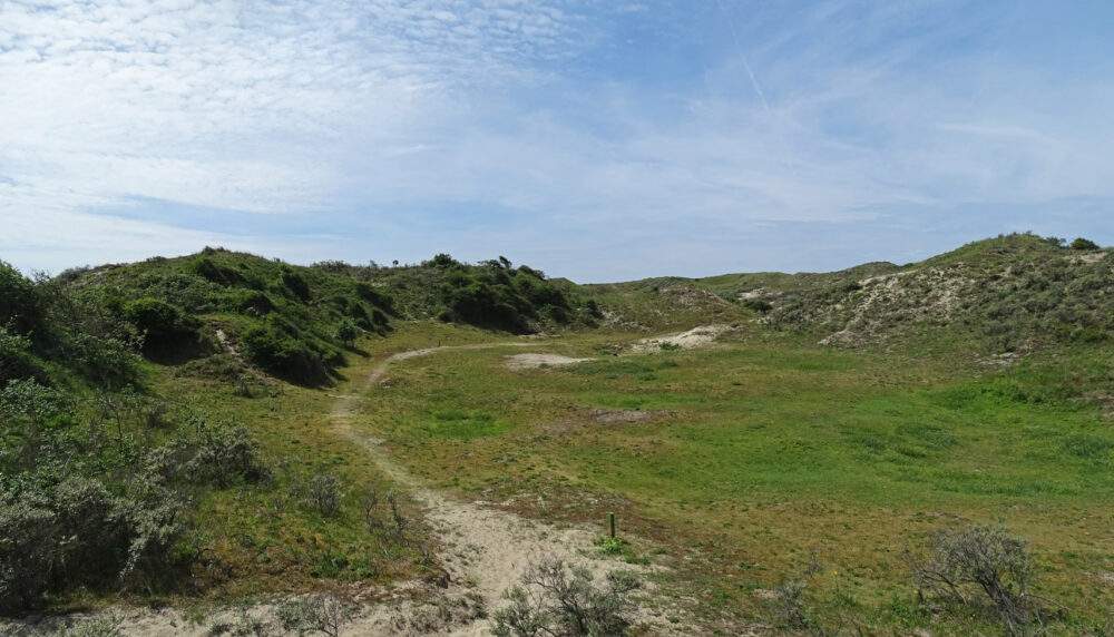 Meijendel in de zomer