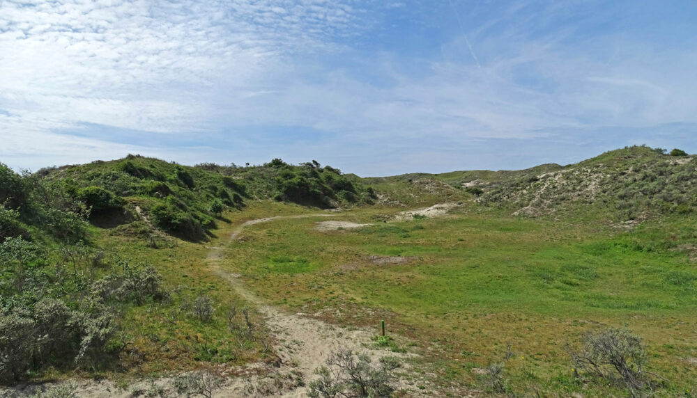 Meijendel in de zomer