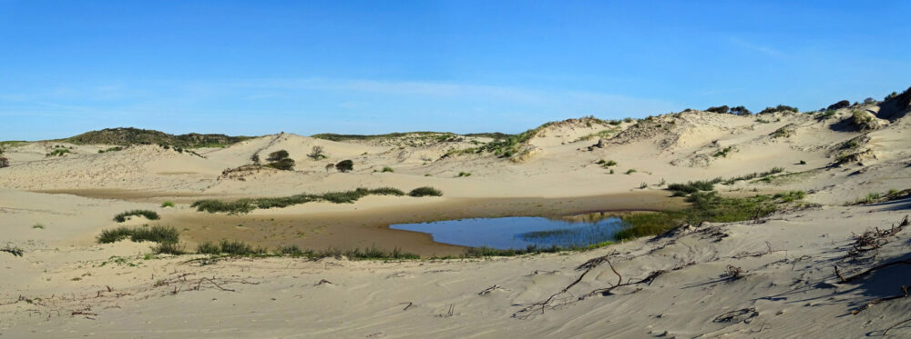 Meijendel najaar