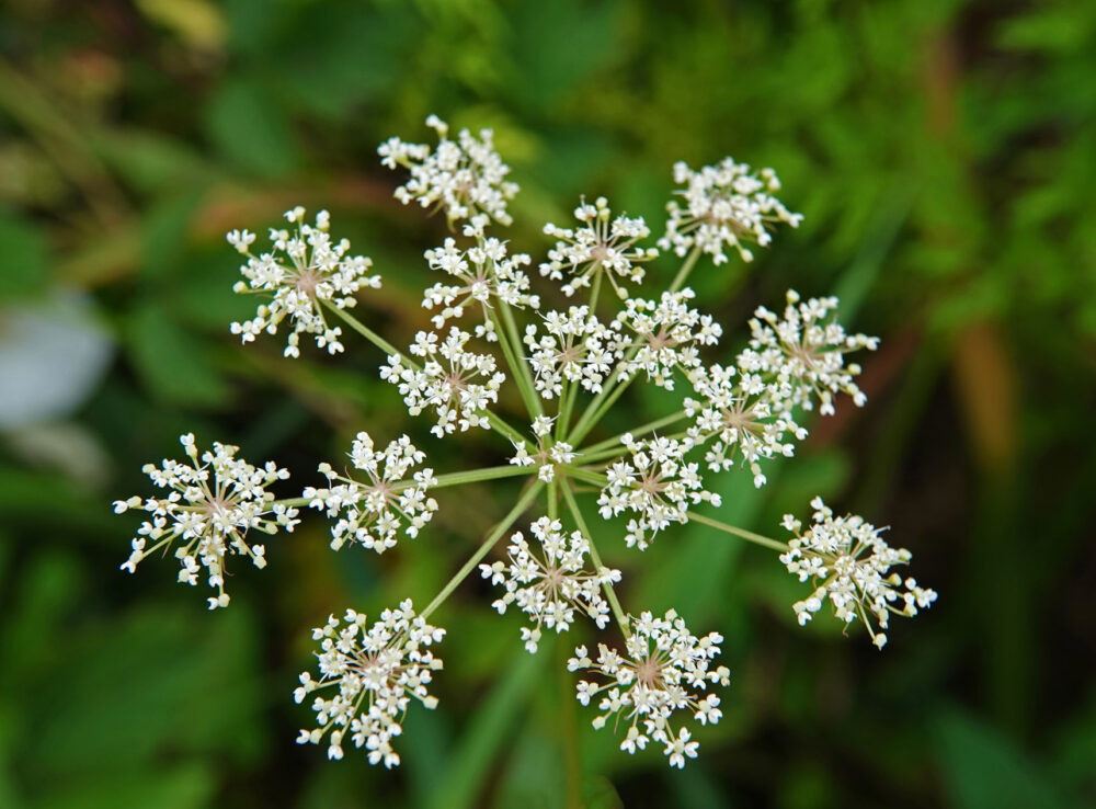 Melkeppe