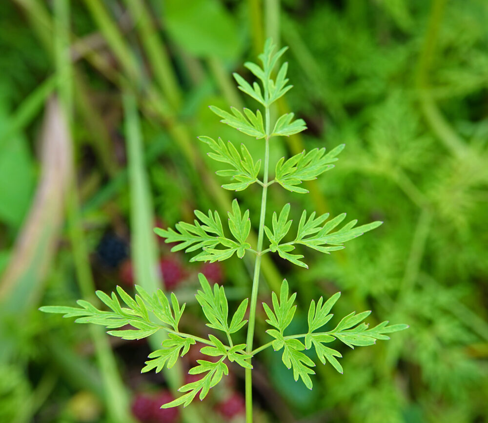 Melkeppe (blad)