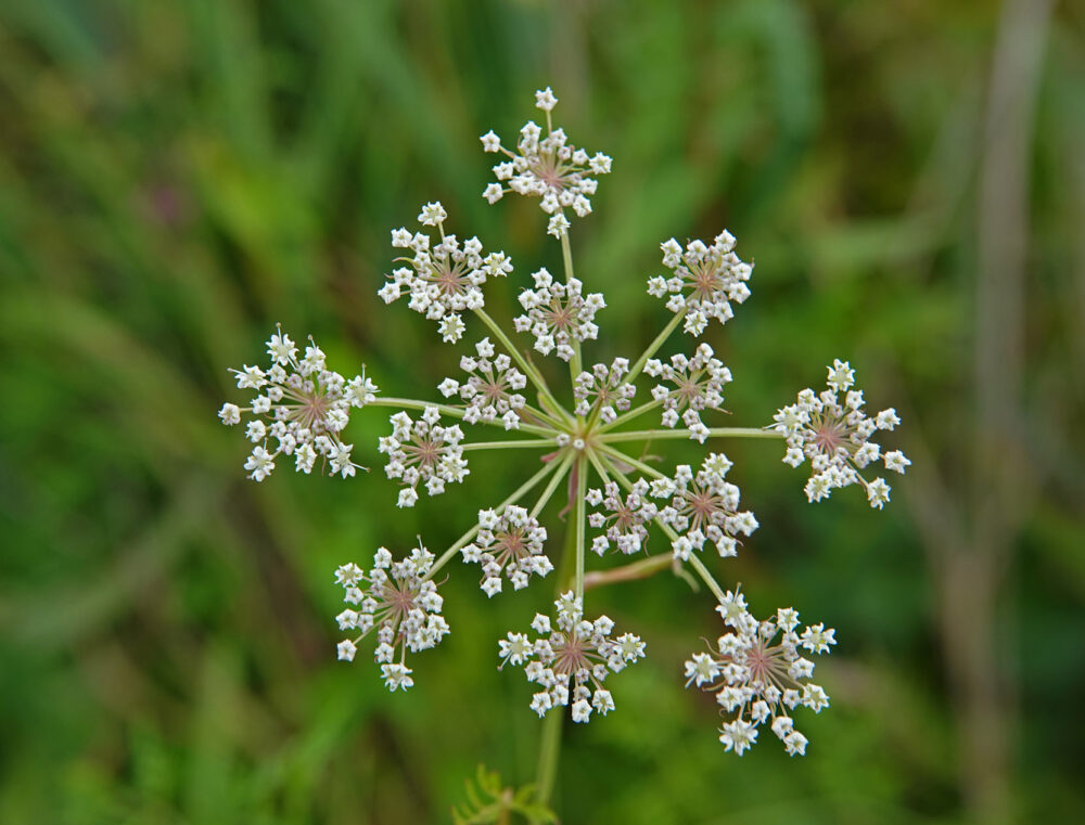 Melkeppe