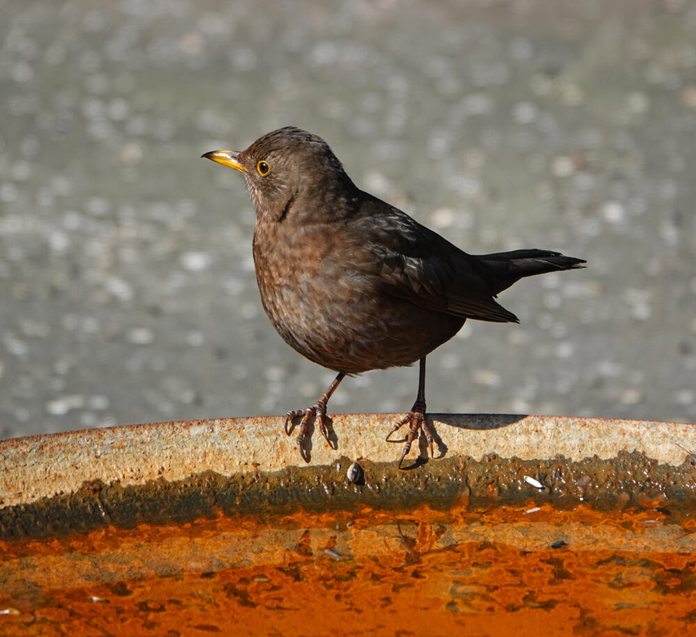 Merel (vrouw)