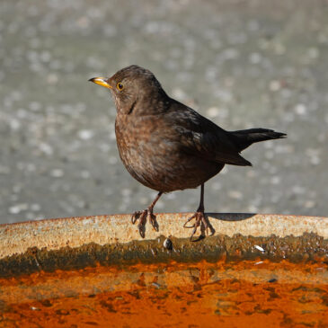 Merel (vrouw)