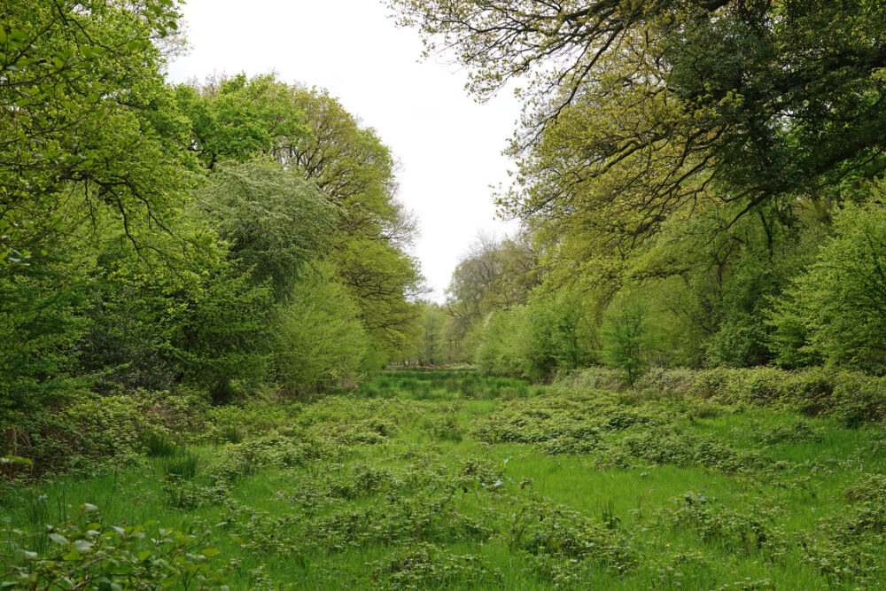 Metbroekbosch