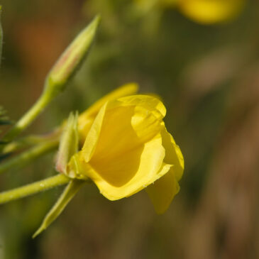 Middelste teunisbloem