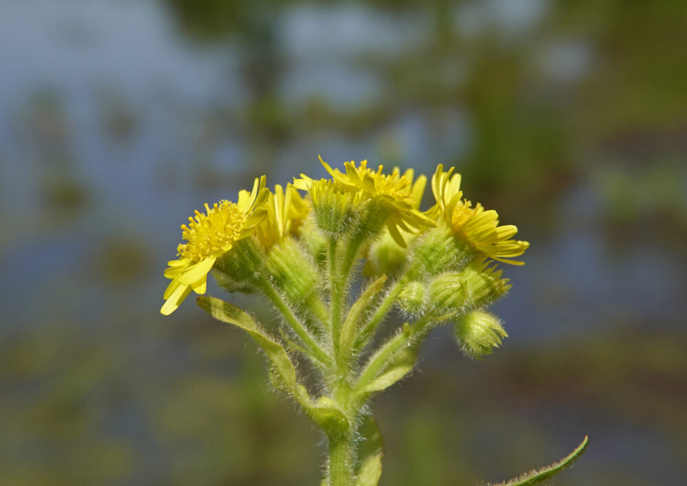 Moerasandijvie