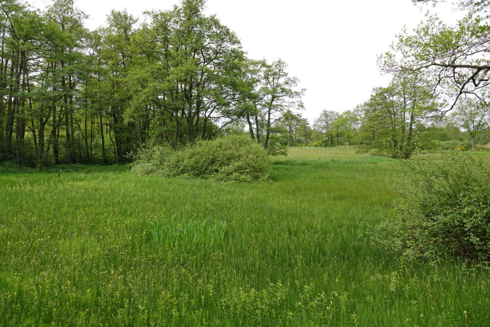 Moerasbos Burgvallen langs het Anlooërdiepje