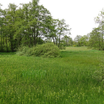 Moerasbos Burgvallen langs het Anlooërdiepje