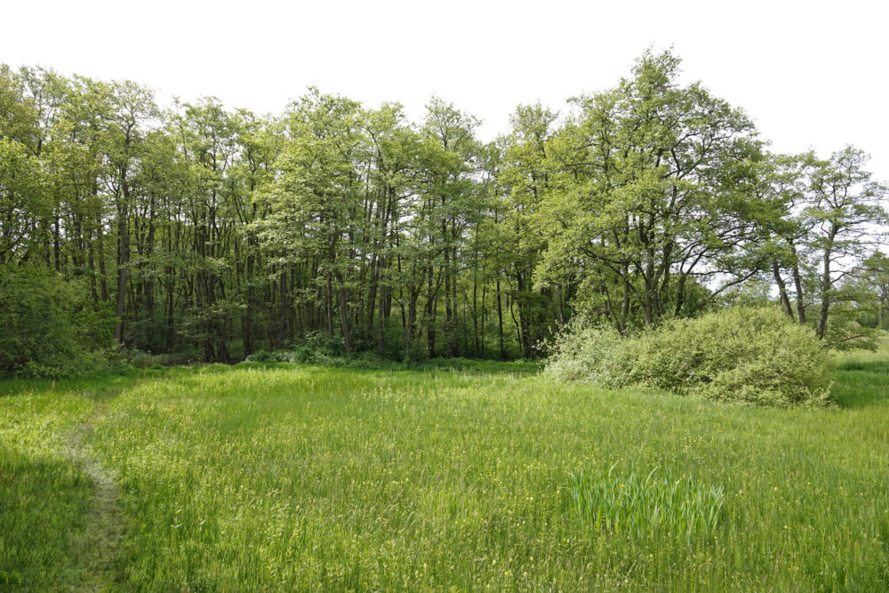 Moerasbos Burgvallen langs het Anlooërdiepje