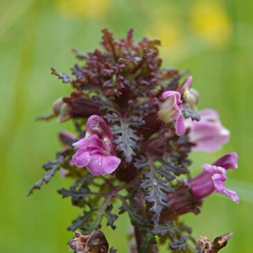 Moeraskartelblad