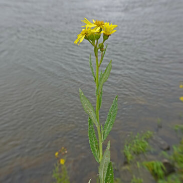 Moeraskruiskruid