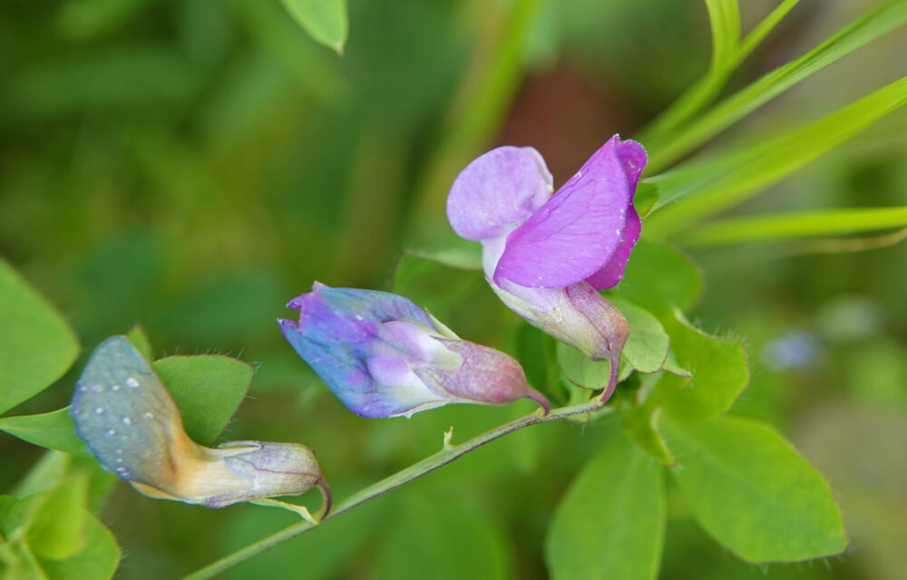Moeraslathyrus
