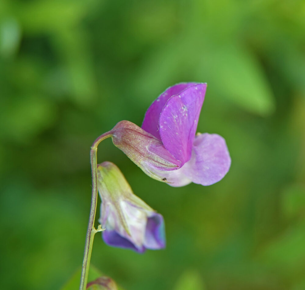 Moeraslathyrus