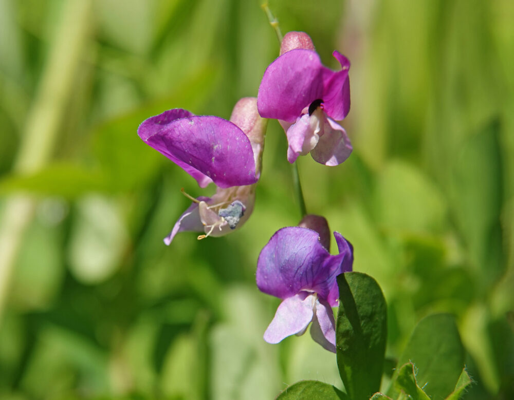 Moeraslathyrus