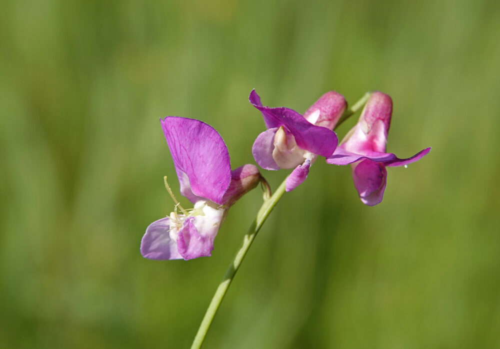 Moeraslathyrus