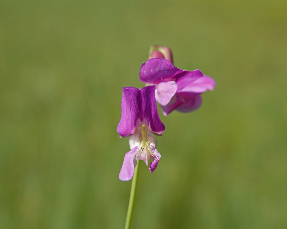 Moeraslathyrus