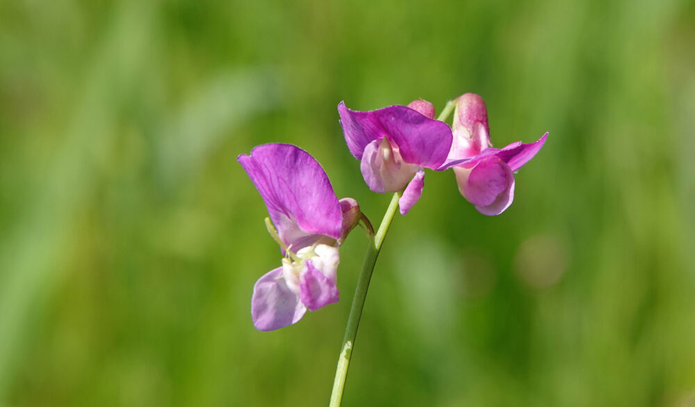 Moeraslathyrus