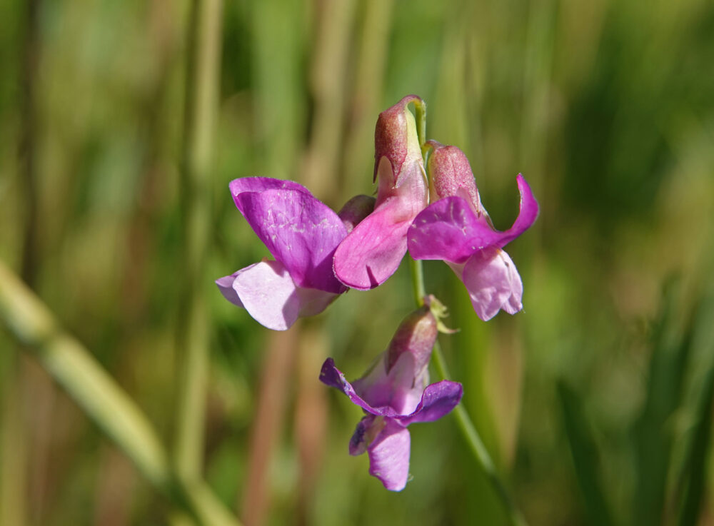 Moeraslathyrus