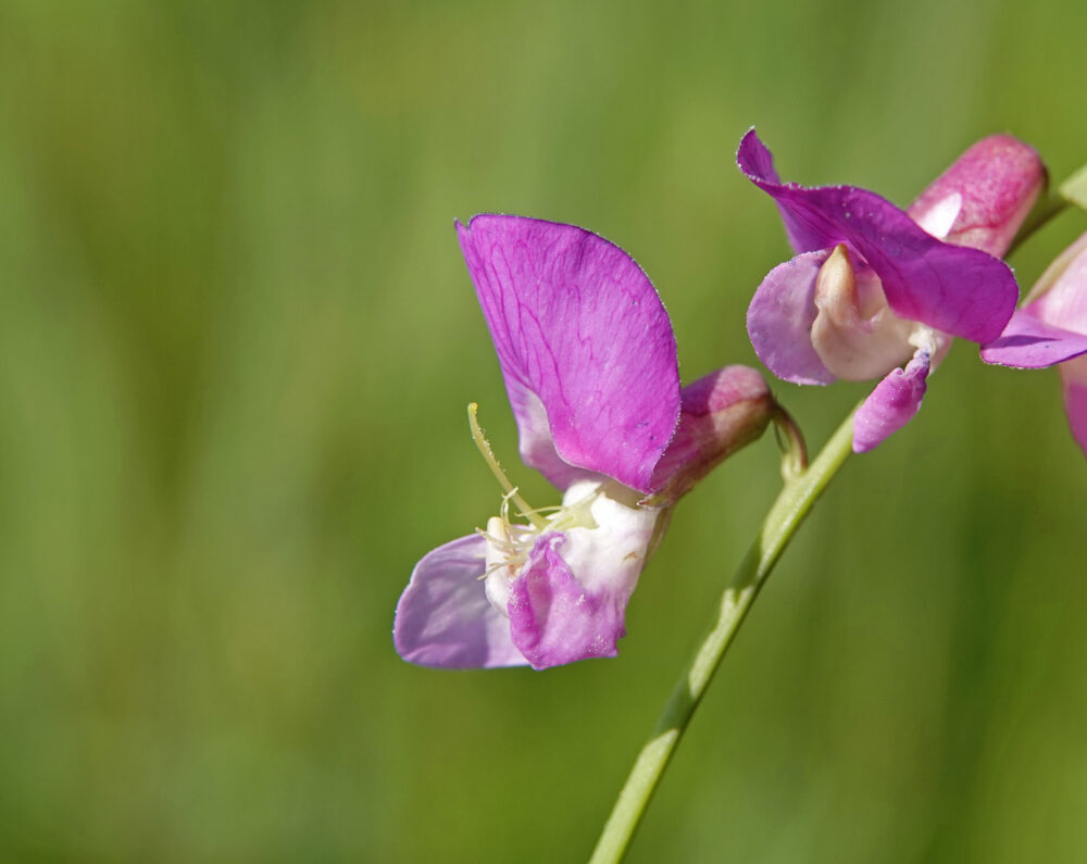 Moeraslathyrus