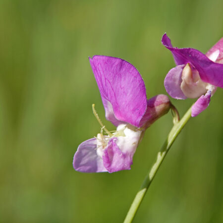 Moeraslathyrus