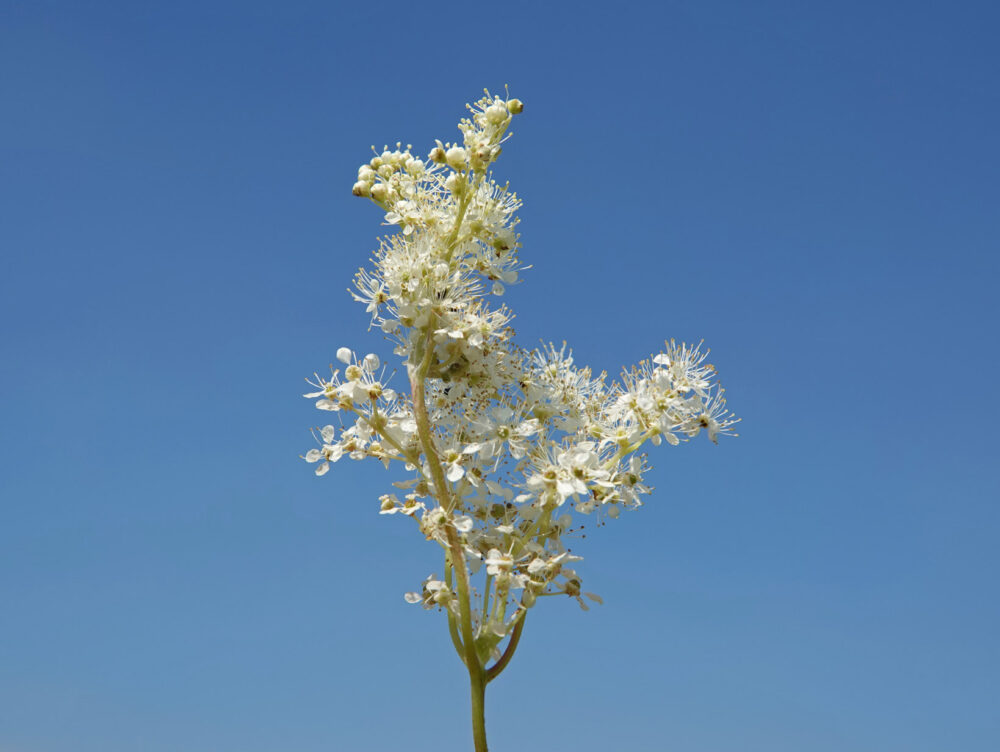 Moerasspirea