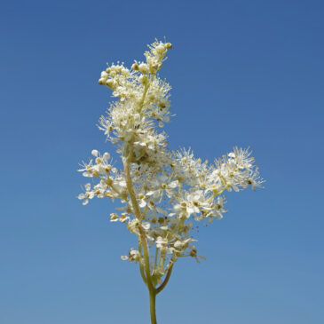Moerasspirea