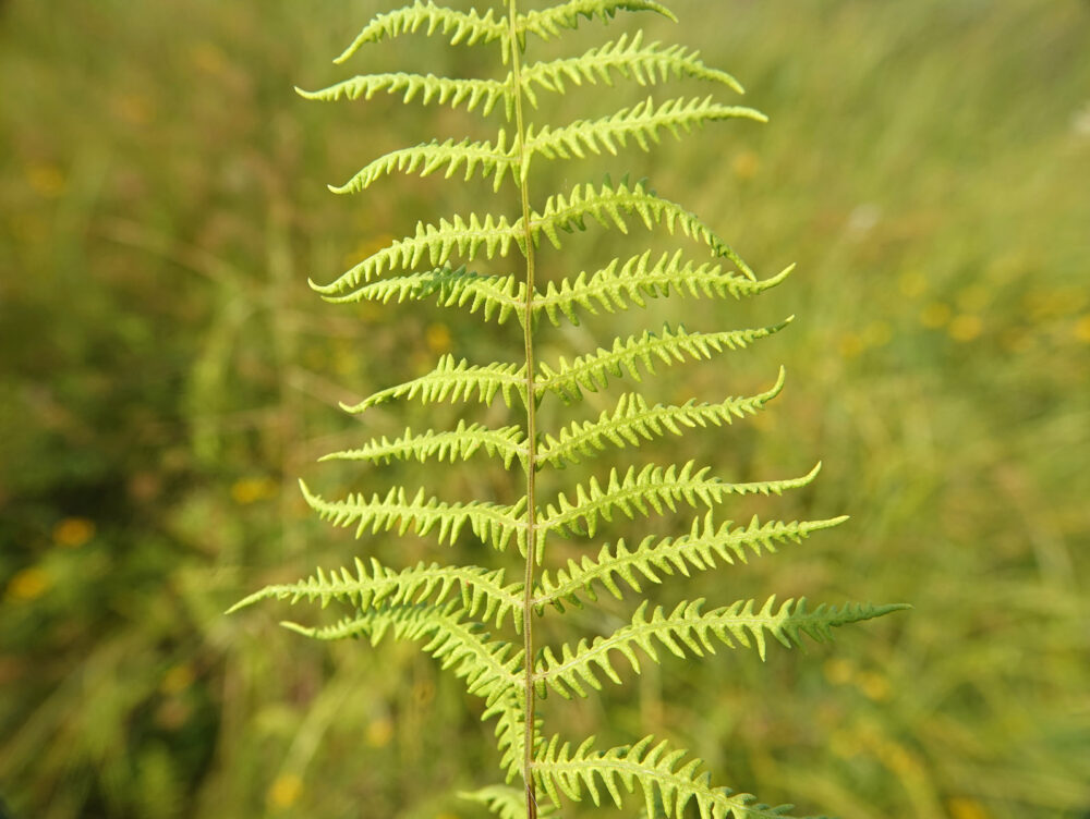 Moerasvaren