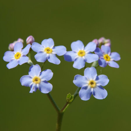 Moerasvergeet-mij-nietje