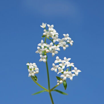 Moeraswalstro