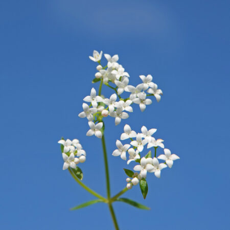 Moeraswalstro