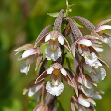 Moeraswespenorchis