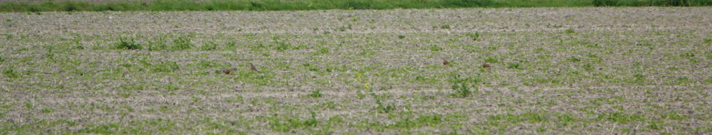 Morinelpleviers in Emmapolder
