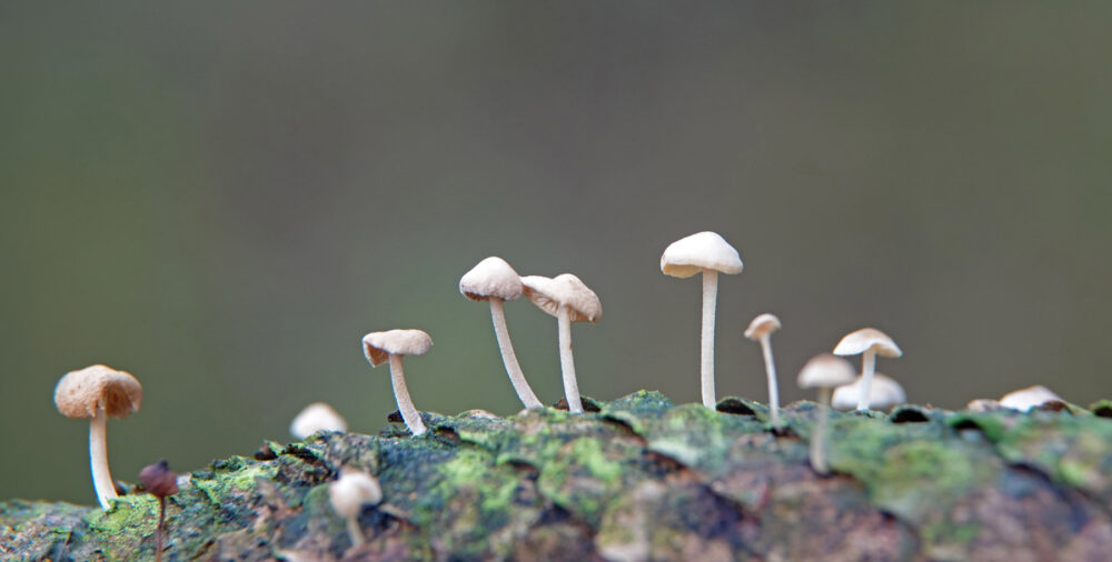 Muizenstaartzwam